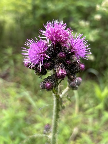 Cirsium palustre