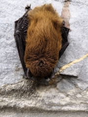 Pipistrellus kuhlii