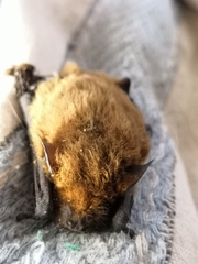 Pipistrellus kuhlii