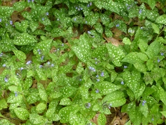 Pulmonaria officinalis