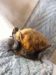 Pipistrellus kuhlii