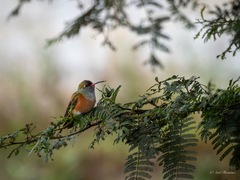 Amazilia Hummingbird photo 5