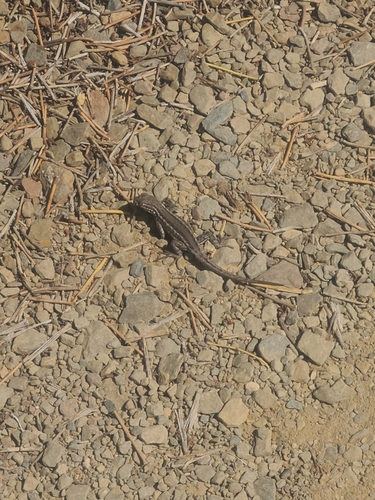 iNaturalist observation photo of Common Sagebrush Lizard