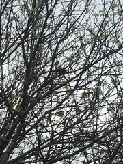 Dumetella carolinensis