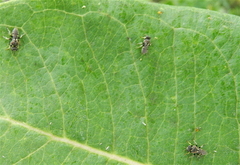 Oxybelus emarginatus