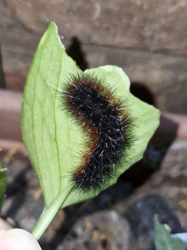 Hypercompe abdominalis