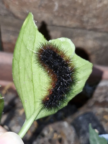 Hypercompe abdominalis