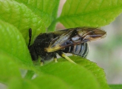 Abia fasciata