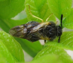 Abia fasciata