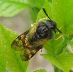 Abia fasciata