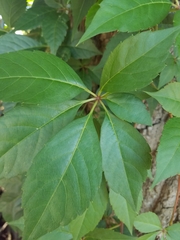 Parthenocissus quinquefolia image