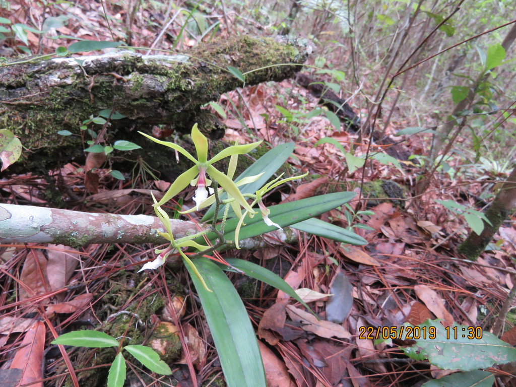 Encyclia tuerckheimii Schltr.