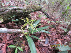 Encyclia tuerckheimii