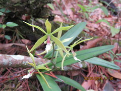 Encyclia tuerckheimii