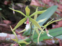 Encyclia tuerckheimii