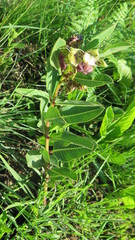 Pachycarpus natalensis