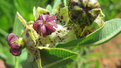 Image of Pachycarpus natalensis by (c) Hlengiwe Mtshali, some rights reserved (CC BY-SA)