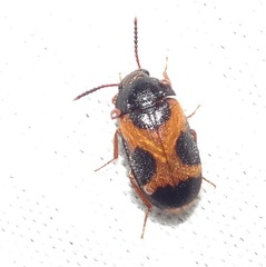 Mycetophagus punctatus