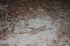 Phyllodactylus tuberculosus