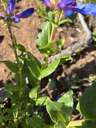 Image of Penstemon pennellianus by no rights reserved