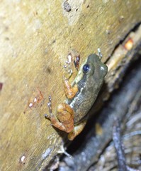 Hyloxalus sauli