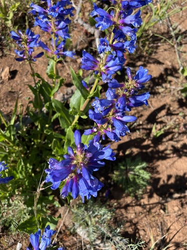 Image of Penstemon pennellianus by no rights reserved