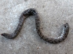 Dolichophis caspius