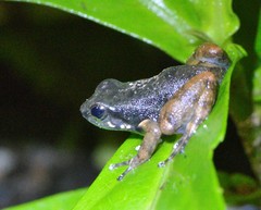 Hyloxalus sauli