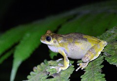 Dendropsophus marmoratus