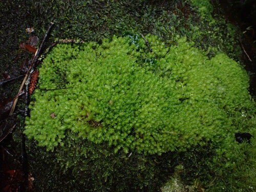 Schistochila nitidissima