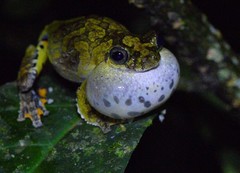 Dendropsophus marmoratus
