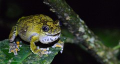 Dendropsophus marmoratus