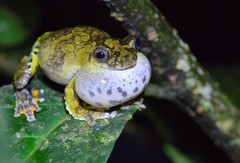 Dendropsophus marmoratus