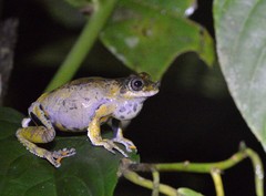 Dendropsophus marmoratus