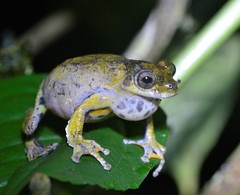 Dendropsophus marmoratus