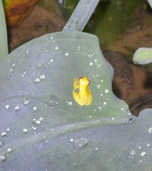 Dendropsophus rhodopeplus
