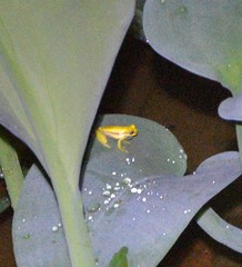 Dendropsophus rhodopeplus