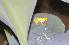 Dendropsophus rhodopeplus