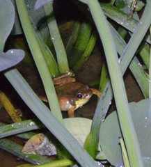 Amazonian Milk Frog photo 3
