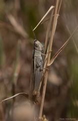 Ochrilidia pruinosa