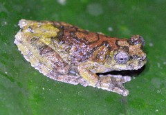 Dendropsophus marmoratus