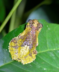 Dendropsophus marmoratus