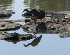 Egretta novaehollandiae