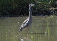 Egretta novaehollandiae