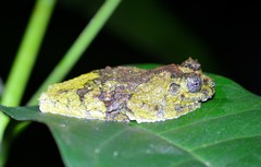 Dendropsophus marmoratus