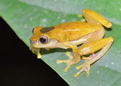 Dendropsophus reticulatus