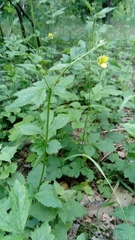 Geum urbanum
