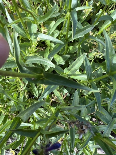 Image of Penstemon attenuatus by no rights reserved