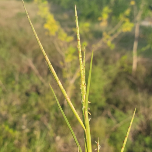 Image of Hemarthria altissima by (c) Jay Horn, some rights reserved (CC BY)