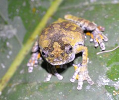 Dendropsophus marmoratus